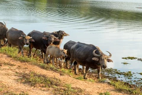 Buffalo herd Stock Photos