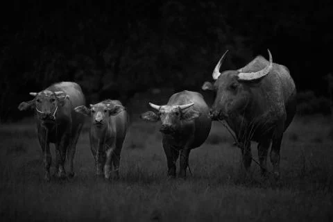 The Buffalo Herd Stock Photos