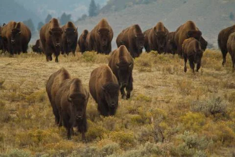 Buffalo Herd Stock Photos