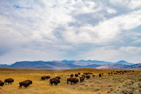 Buffalo Herd Stock Photos