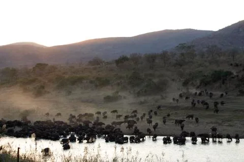 Buffalo Herd Stock Photos