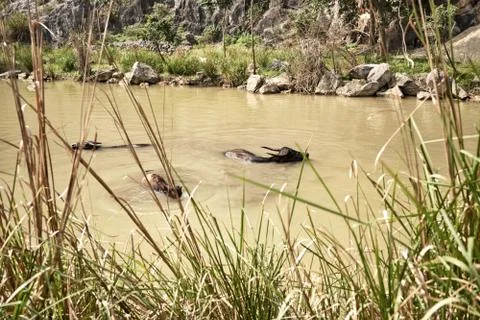 Buffalo herd refreshing themselves in the river. Concept of nature. Long shot 库存照片