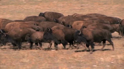 Buffalo herd roaming at a slow pace on a nature preserve in Utah Stock-Footage 38278802