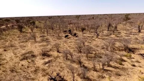 Buffalo herd running ariel view Stock Footage 69770342