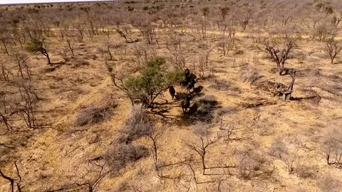 Buffalo herd running, ariel view Video stock 69896504