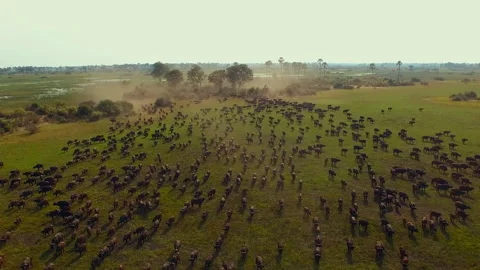 Buffalo herd runs through Okavango Delta in Africa during early morning light Stock Footage 326000878