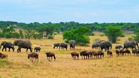 Buffalo Herd in Savannah Video stock 323142403