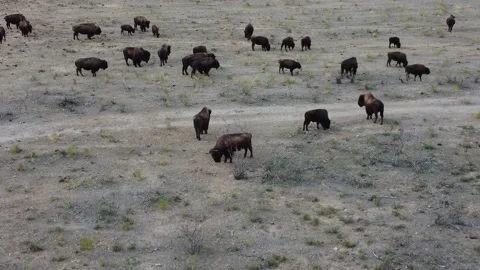 Buffalo herd slow push in Stock Footage 166132689