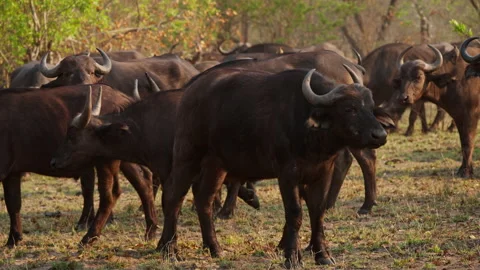 Buffalo Herd Standing On Grasslands During Daytime Stock Footage 236510154