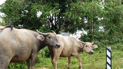 A buffalo herd stands on the side of the road. Danger on the road Stock Footage 114548649