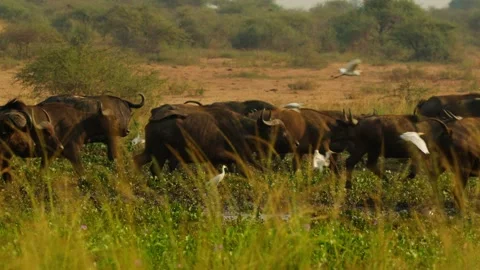 Buffalo herd (Syncerus caffer) stampeding across Ugandan savannah with cattle Stock Footage 308620329