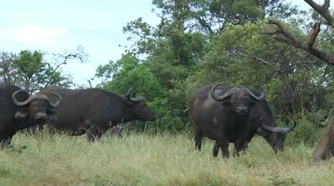 A buffalo herd in the veld. Stock Footage 22072099