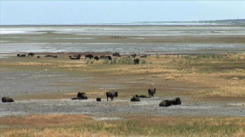 Buffalo Herd-xws-zoom Video stock 780487