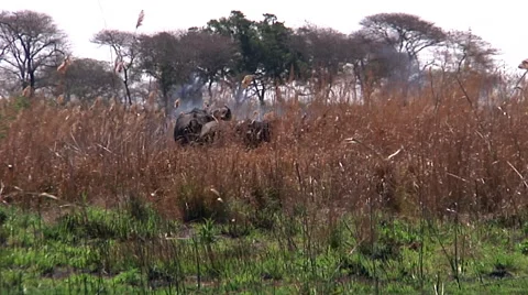 Buffalo in the high grass Video stock 62521546