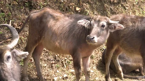 Buffalo from Himalayas Stock Footage 238020281