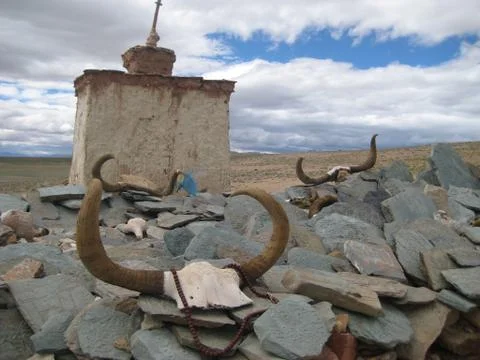Buffalo horn Stock Photos