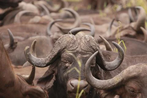Buffalo Horns Stock Photos