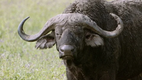 Buffalo with huge horns looking at camera Video stock 96125085