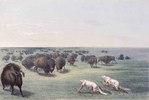 Buffalo Hunt.  Under the White Wolf Skin.  Two Indians disguised beneath white w Illustrazione stock
