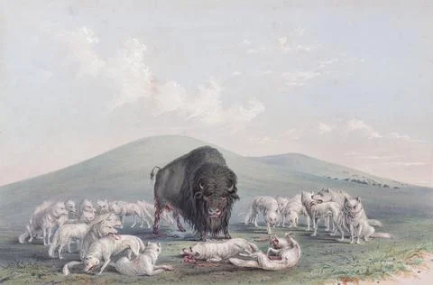 Buffalo Hunt.  White Wolves attacking a Buffalo Bull.  From Catlin's North Ameri Stock Illustration
