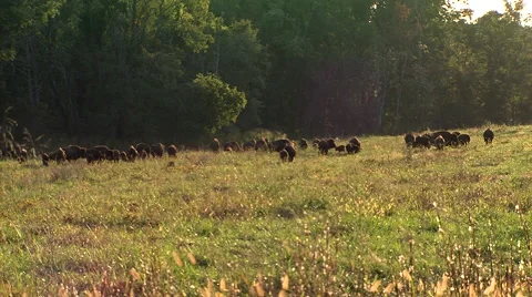 Buffalo hurd in a field Video stock 46717871