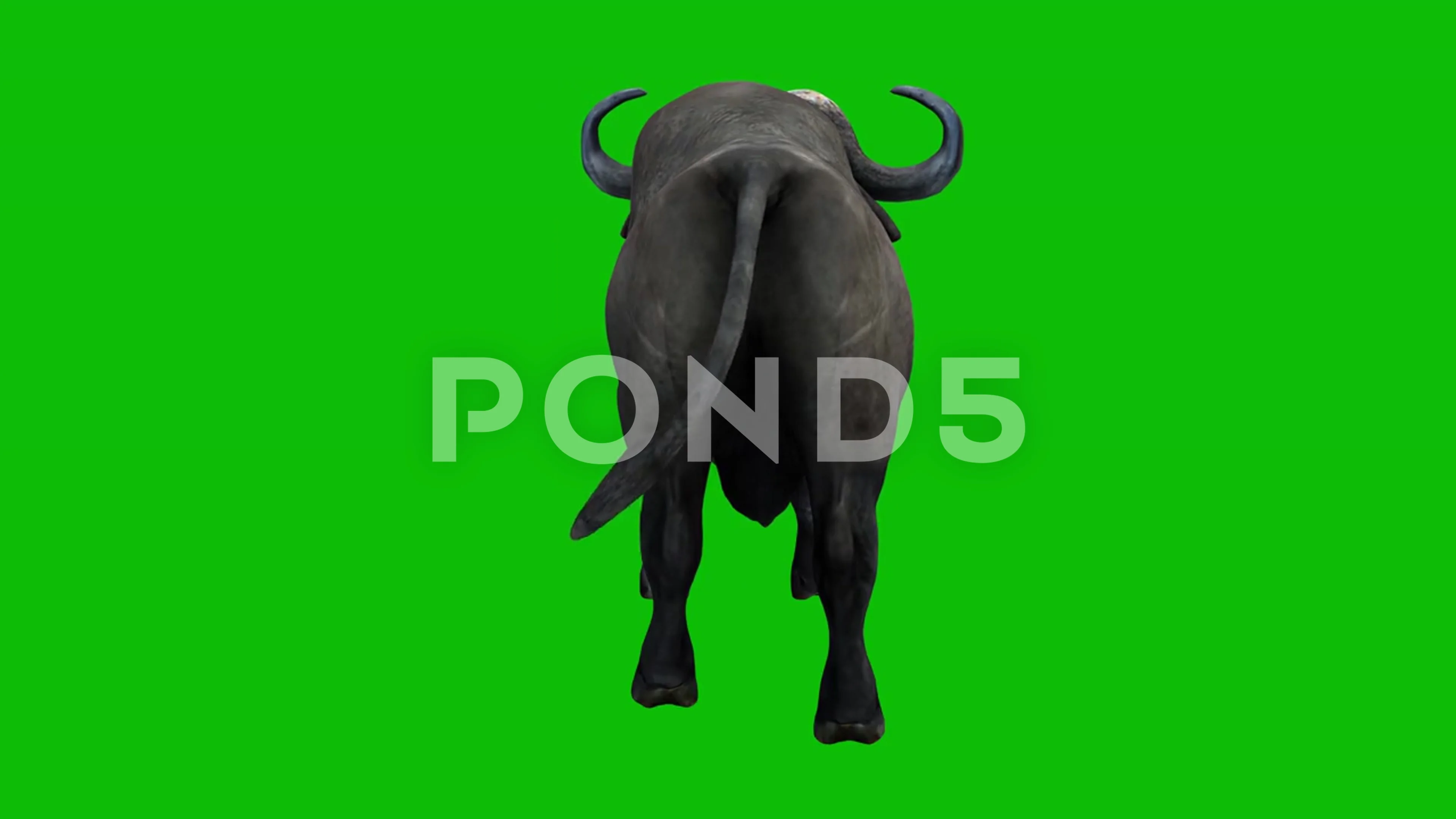 Buffalo Idling Green Screen Animation Lo | Stock Video | Pond5