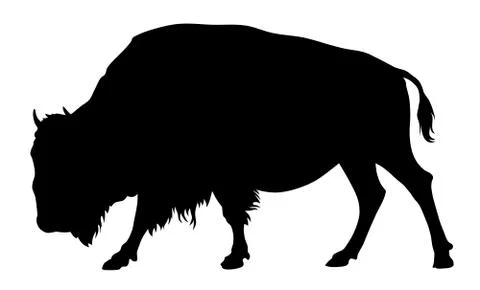 Buffalo Stock Illustration