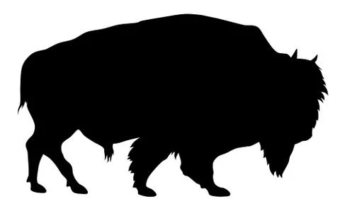 Buffalo Stock Illustration
