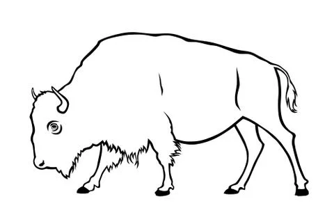Buffalo Stock Illustration