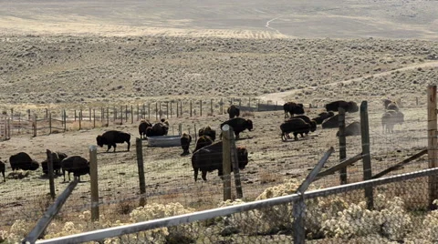 Buffalo inside a fences area Vidéo 43154894