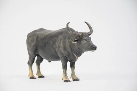 Buffalo on isolated background Stock Photos