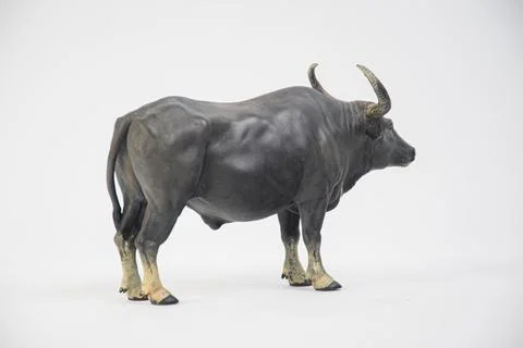 Buffalo on isolated background Stock Photos