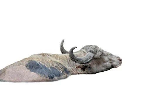 Buffalo isolated on white background Photos