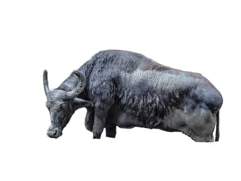 Buffalo isolated on white background Фото