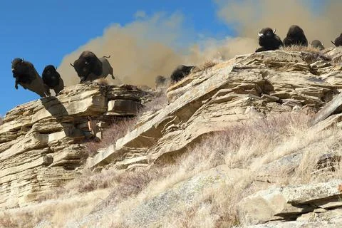 Buffalo Jump Stock Illustration