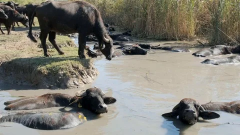 A buffalo jumping into the river water Stock Footage 117001804