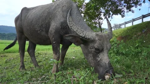 Buffalo Langkawi 3 Stock Footage 66379981