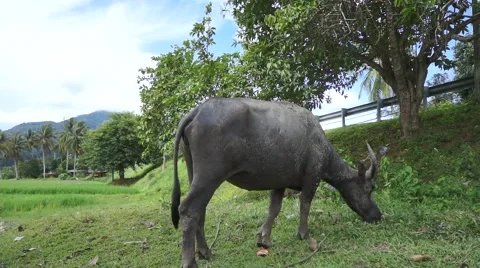Buffalo Langkawi Stock Footage 66381252