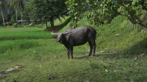 Buffalo Langkawi Stock Footage 66381348