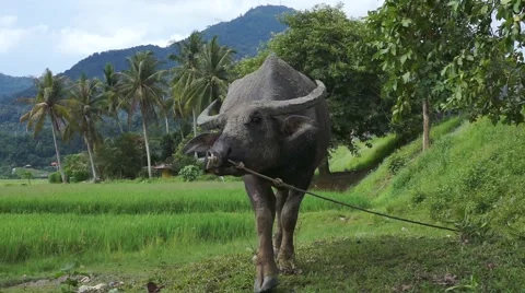 Buffalo Langkawi Stock Footage 66381679