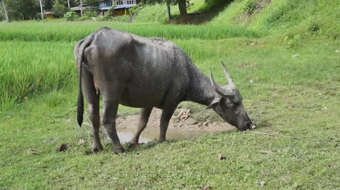 Buffalo Langkawi Stock Footage 66382021