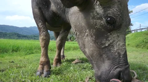 Buffalo Langkawi Stock Footage 66382219