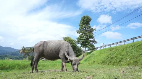 Buffalo Langkawi Stock Footage 66383093