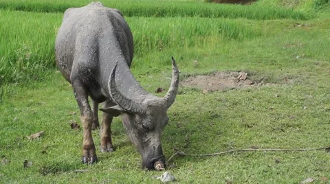 Buffalo Langkawi Stock Footage 66383784