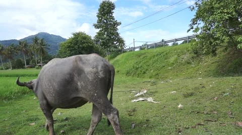 Buffalo Langkawi Stock Footage 66383844