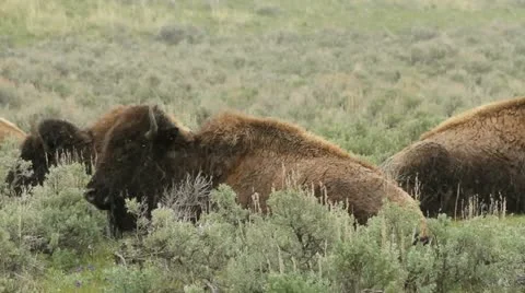 Buffalo lay in the grass at the beginning of a snowstorm Stock Footage 11149148