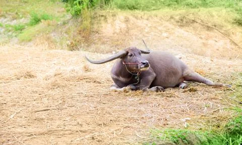 Buffalo laying down on field background Fotos Stock