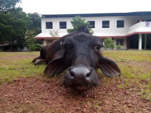 A buffalo laying down image Stock Photos