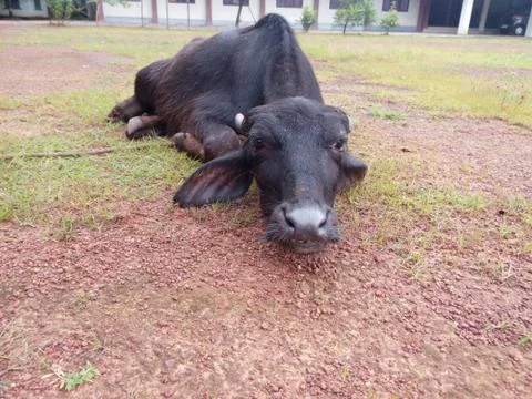 A buffalo laying down image Stock Photos