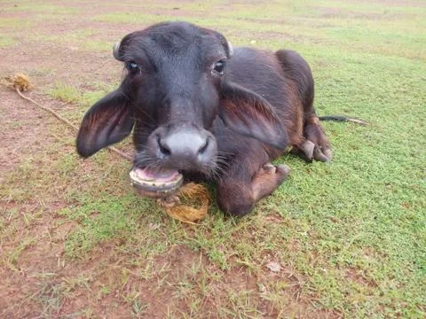 A buffalo laying down image Stock Photos